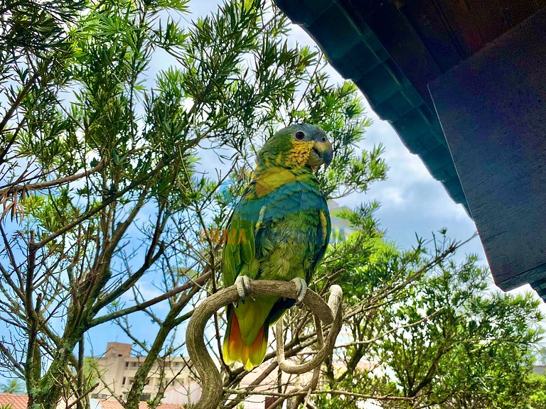 Casa com 3 dorm l Piscina Wi-fi e Churrasqueira - BF099